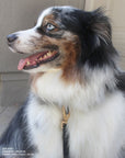 Ember Black Cloud Lite Dog Harness - SUNNY TAILS