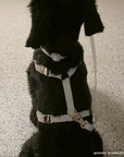 Lunar Glow Cloud Lite Dog Harness | Glow in Dark Waterproof Dog Harness | No Pull Front Attachment | Available in 4 Sizes