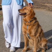 Malibu Blue Cloud Lite Dog Harness | Waterproof Dog Harness | No Pull Front Attachment | Available in 3 Sizes