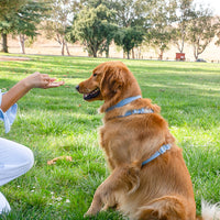 Cloud Lite Dog Harness Bundle