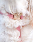Cloud Dog Collar Bundle - SUNNY TAILS