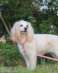 Perfect Pink Cloud Lite Dog Harness - SUNNY TAILS