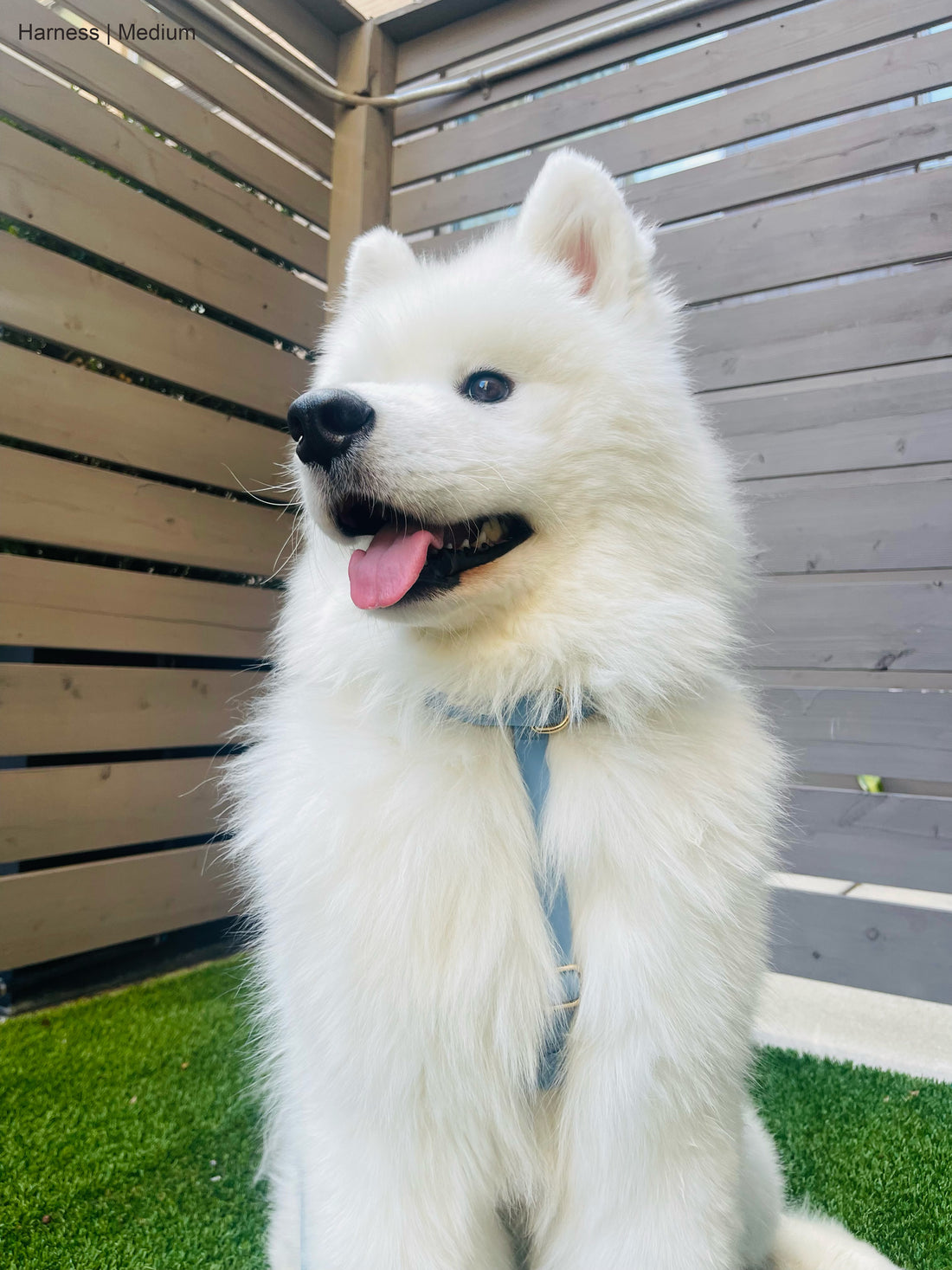 Malibu Blue Cloud Lite Dog Harness | Waterproof Dog Harness | No Pull Front Attachment | Available in 3 Sizes