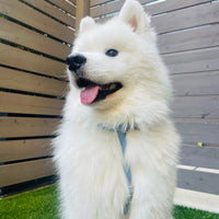 Malibu Blue Cloud Lite Dog Harness | Waterproof Dog Harness | No Pull Front Attachment | Available in 3 Sizes