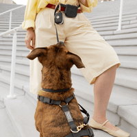 5 - Piece Hands Free Set – Leash, Harness, Collar, Treat Pouch & Waste Bag Holder - SUNNY TAILS