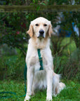 Meadow Green Cloud Lite Dog Harness | Waterproof Dog Harness | No Pull Front Attachment | Available in 3 Sizes