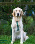 Meadow Green Cloud Lite Dog Harness - SUNNY TAILS