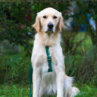 Meadow Green Cloud Lite Dog Harness | Waterproof Dog Harness | No Pull Front Attachment | Available in 3 Sizes