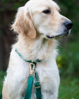 Cloud Lite Dog Harness Treat Pouch Bundle Wide - SUNNY TAILS