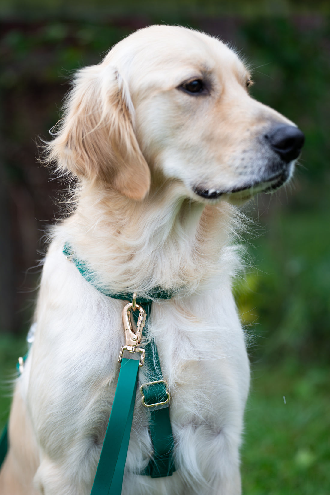 Cloud Lite Dog Harness Bundle Wide