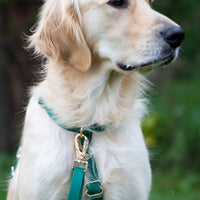 Meadow Green Wide Cloud Dog Collar Bundle