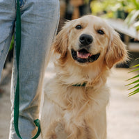 Cloud Dog Collar Bundle Wide - SUNNY TAILS