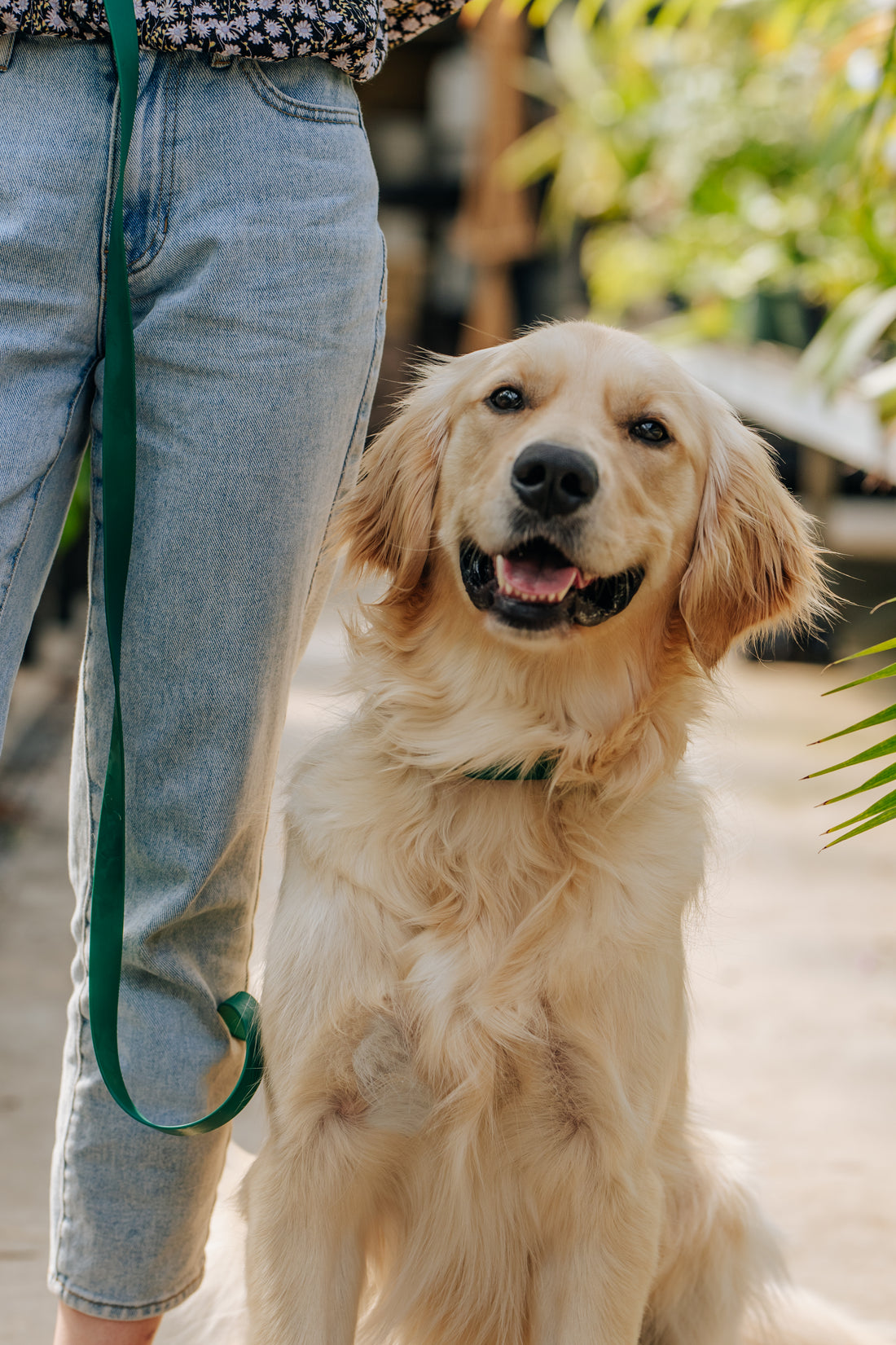 Meadow Green Waterproof Dog Collar | Dark Green Quick Release Collar | Available in 3 Sizes | Durable Dog Collars | Shop Sunny Tails