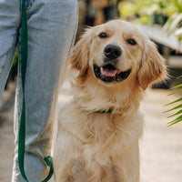 Meadow Green Waterproof Dog Collar | Dark Green Quick Release Collar | Available in 3 Sizes | Durable Dog Collars | Shop Sunny Tails