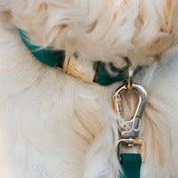 Meadow Green Waterproof Dog Collar | Dark Green Quick Release Collar | Available in 3 Sizes | Durable Dog Collars | Shop Sunny Tails