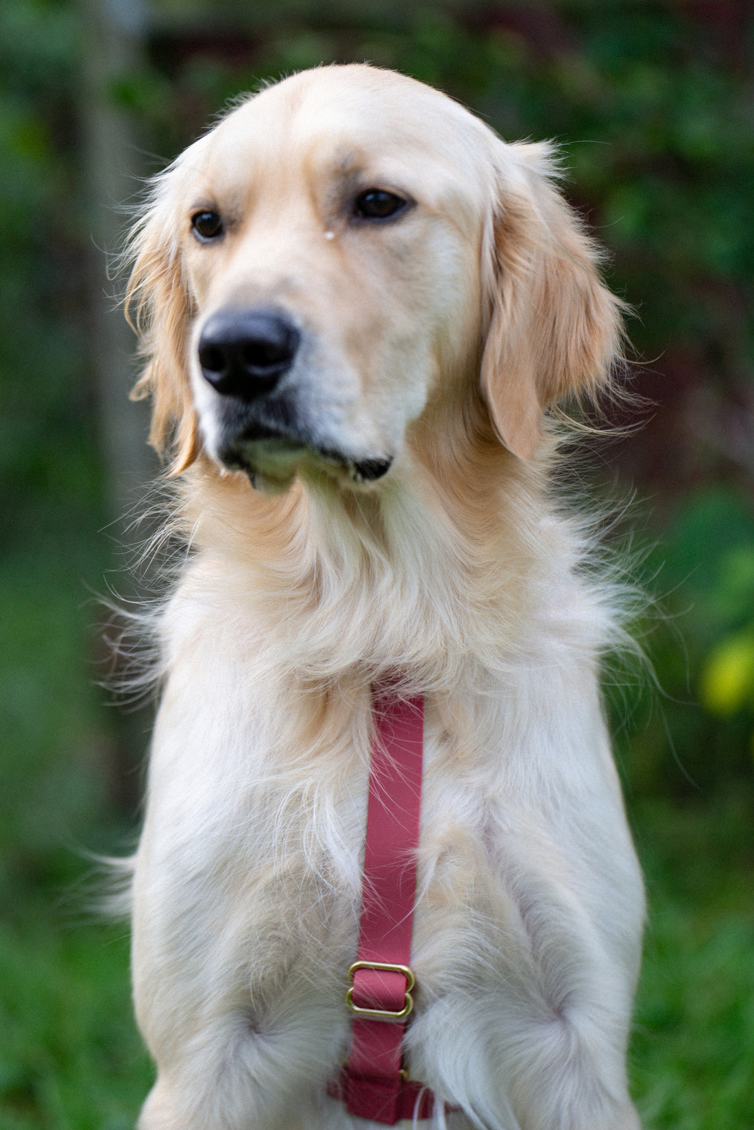 Mulberry Burgundy Cloud Lite Dog Harness | Waterproof Dog Harness | No Pull Front Attachment | Available in 3 Sizes