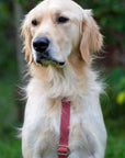 Cloud Lite Dog Harness Treat Pouch Bundle Wide - SUNNY TAILS