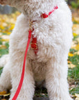 Cherry Red Cloud Lite Dog Harness - SUNNY TAILS