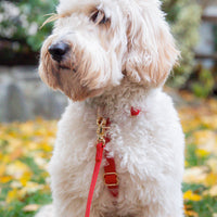 Cherry Red Wide 4-in-1 Convertible Hands Free Cloud Dog Leash