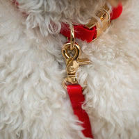 Cloud Dog Collar Bundle Wide - SUNNY TAILS