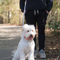 Cloud Dog Collar Bundle Wide