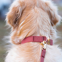 Mulberry Burgundy Wide Cloud Dog Collar Bundle