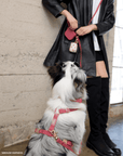 5 - Piece Hands Free Set – Leash, Harness, Collar, Treat Pouch & Waste Bag Holder - SUNNY TAILS