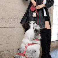 Mulberry Burgundy 4-in-1 Convertible Hands Free Cloud Dog Leash | Multifunctional, Waterproof, and Lightweight Dog Leash | No Pull Dog Harness | Snap Dog Treat Pouch | Dog Waste Poop Bag Dispenser