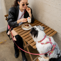 Mulberry Burgundy 4-in-1 Convertible Hands Free Cloud Dog Leash | Multifunctional, Waterproof, and Lightweight Dog Leash | No Pull Dog Harness | Snap Dog Treat Pouch | Dog Waste Poop Bag Dispenser