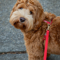 Cloud Lite Dog Harness Bundle