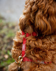 Cherry Red Cloud Lite Dog Harness | Waterproof Dog Harness | No Pull Front Attachment | Available in 3 Sizes