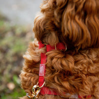Cherry Red Cloud Lite Dog Harness | Waterproof Dog Harness | No Pull Front Attachment | Available in 3 Sizes