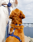 Signature Navy Waterproof Dog Collar | Dark Blue Quick Release Collar | Available in 3 Sizes | Durable Dog Collars | Sunny Tails