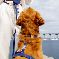 Signature Navy Waterproof Dog Collar | Dark Blue Quick Release Collar | Available in 3 Sizes | Durable Dog Collars | Sunny Tails