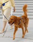 Cloud Convertible Leash Extension Bundle Wide - SUNNY TAILS