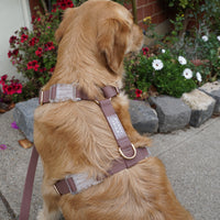 Espresso Brown Cloud Lite Dog Harness | Waterproof Dog Harness | No Pull Front Attachment | Available in 3 Sizes