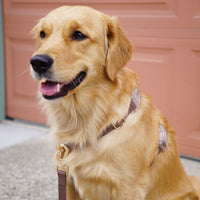 Espresso Brown Wide Convertible Hands Free Cloud Dog Leash | Multifunctional, Waterproof, and Lightweight Dog Leash | Shop Sunny Tails
