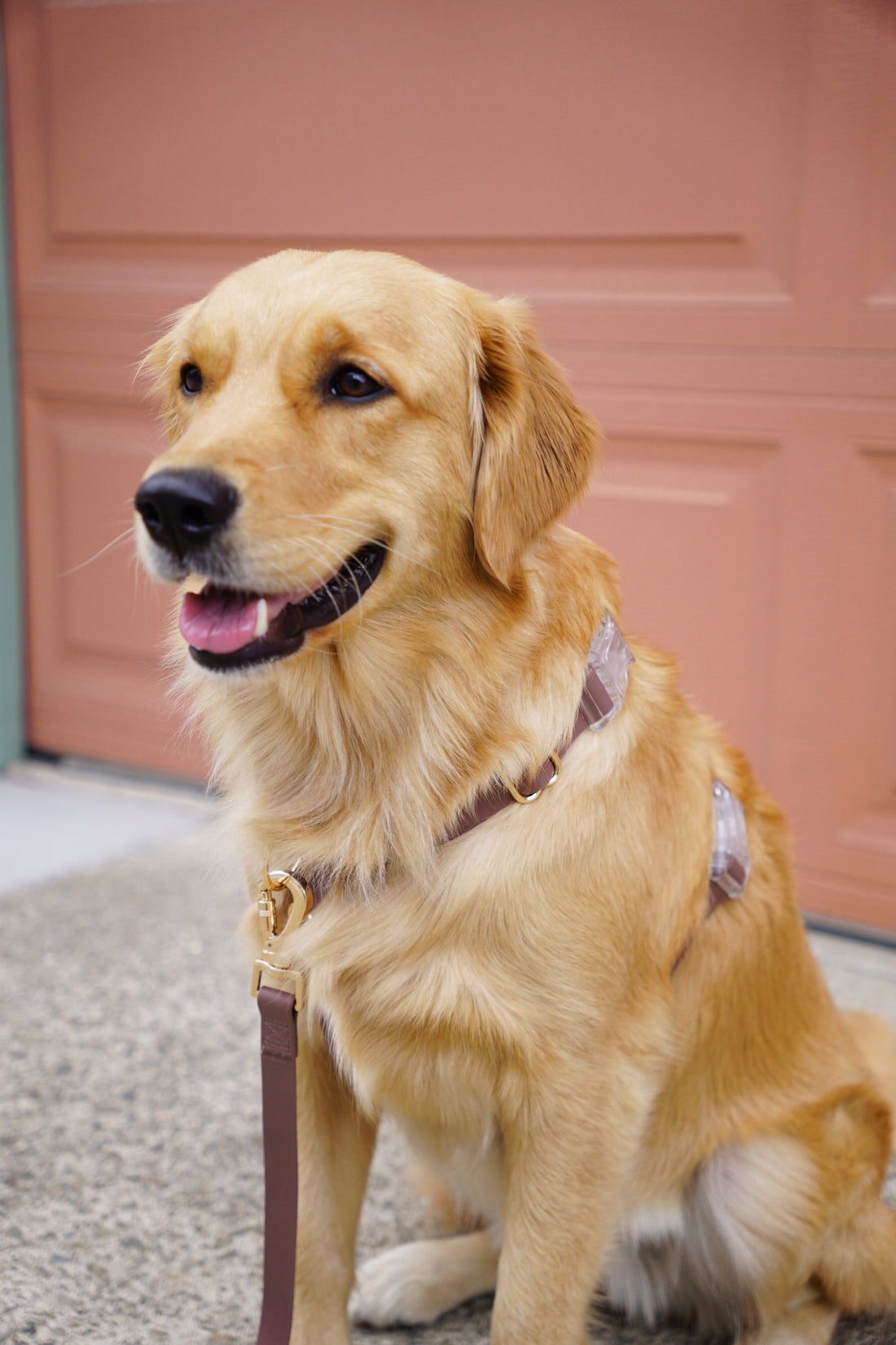 Cloud Dog Collar Bundle Wide