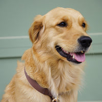 Cloud Leash Extension & Treat Pouch Bundle Wide - SUNNY TAILS