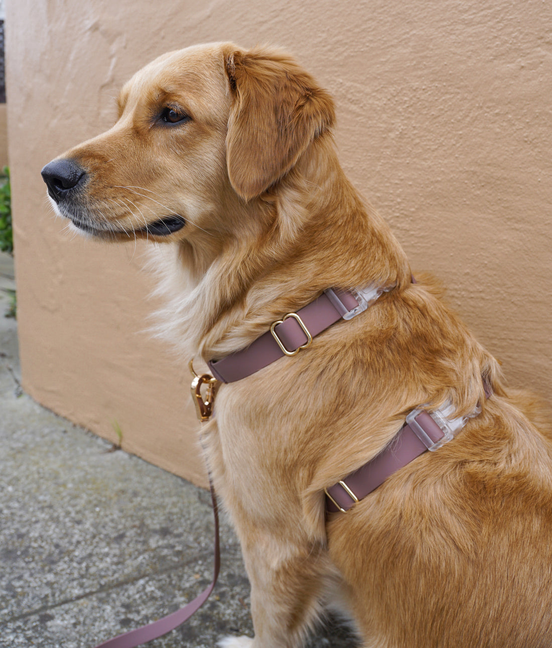 Cloud Dog Collar Bundle Wide