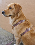 Cloud Lite Dog Harness Bundle Wide - SUNNY TAILS