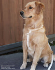 Cloud Lite Dog Harness Bundle Wide - SUNNY TAILS