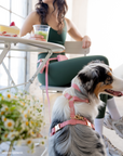 Perfect Pink 4-in-1 Convertible Hands Free Dog Leash | Multifunctional, Waterproof, and Lightweight Dog Leash | No Pull Dog Harness | Silicone Dog Treat Pouch | Dog Waste Poop Bag Dispenser