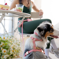 Perfect Pink 4-in-1 Convertible Hands Free Dog Leash | Multifunctional, Waterproof, and Lightweight Dog Leash | No Pull Dog Harness | Silicone Dog Treat Pouch | Dog Waste Poop Bag Dispenser