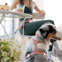 5 - Piece Hands Free Set – Leash, Harness, Collar, Treat Pouch & Waste Bag Holder - SUNNY TAILS