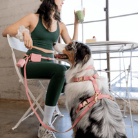 5 - Piece Hands Free Set – Leash, Harness, Collar, Treat Pouch & Waste Bag Holder - SUNNY TAILS