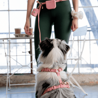 5 - Piece Hands Free Set – Leash, Harness, Collar, Treat Pouch & Waste Bag Holder - SUNNY TAILS