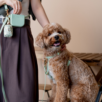Pistachio Green 4-in-1 Convertible Hands Free Cloud Dog Leash | Multifunctional, Waterproof, and Lightweight Dog Leash | No Pull Dog Harness | Snap Dog Treat Pouch | Dog Waste Poop Bag Dispenser