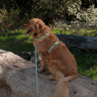 Pistachio Green 4-in-1 Convertible Hands Free Cloud Dog Leash | Multifunctional, Waterproof, and Lightweight Dog Leash | No Pull Dog Harness | Snap Dog Treat Pouch | Dog Waste Poop Bag Dispenser
