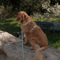 Cloud Leash Extension & Treat Pouch Bundle - SUNNY TAILS